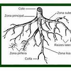 quais são os tipos de raízes4