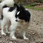 papillon cachorro3