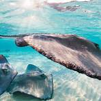 ilhas cayman paraíso fiscal5