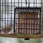 Caged Birds4
