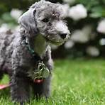 bedlington terriers5