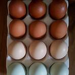 Fresh Eggs4