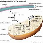 What is the ATP?2