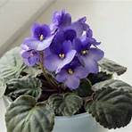 how to care for purple violets4
