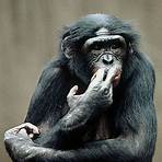 bonobos monkeys4