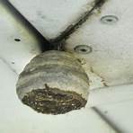 Hornets' Nest2