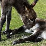 meredith hodges donkey training youtube4