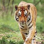 tigre del bengala wikipedia4
