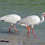 ibis blanco americano4