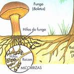 reino fungi4