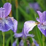 iris schwertlilie pflanzen1