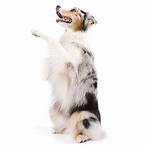 australian shepherd2