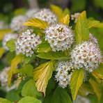 maggie renzi wikipedia free photos of amber jubilee ninebark shrub bushes2
