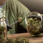whistler canada marijuana dispensaries4
