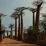 Baobab Films3