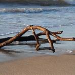 Driftwood from Disaster3
