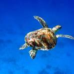 what does a sea turtle symbolize1
