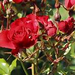 black forest rose schneiden1