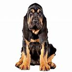 bloodhound jagdhund2