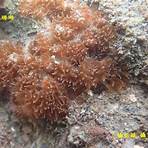 大潭藻礁生態區2