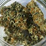 pineapple express weed3