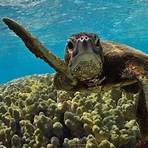 How long do sea turtles live?1