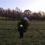christmas tree farms cut your own4