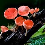 5 especies del reino fungi1