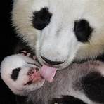 panda animal wikipedia español film en1