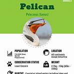 Pelican wikipedia4