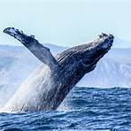 knysna whale watching3