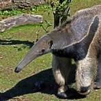 What ' s The name of the anteater at the Miami Zoo?1