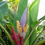planta bananeira ornamental5