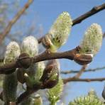 Pussy Willow3