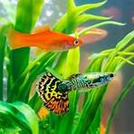 best freshwater aquarium fish4