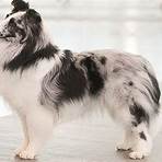 mini lassie dog1