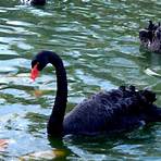 What does the Black Swan symbolize?2