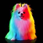 color names list videos for dogs4
