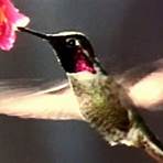 The Hummingbird1