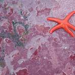 ocean microbe marine protists wikipedia 2017 2018 images hd movie2