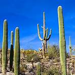 cactus del desierto de sonora3