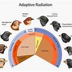 adaptive radiation4