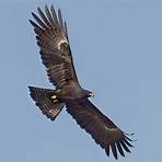 Black Eagle1