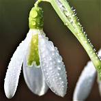 galanthus bulbs for sale1
