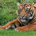 quais os tipos de tigres3