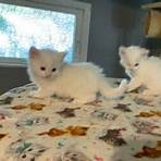 ragdoll kittens for sale near me1