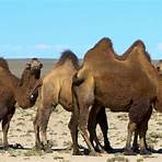 tudo sobre o camelo3