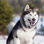 malamute d'alaska2