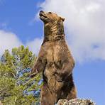 facts about grizzly bears4