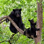 american black bear population2